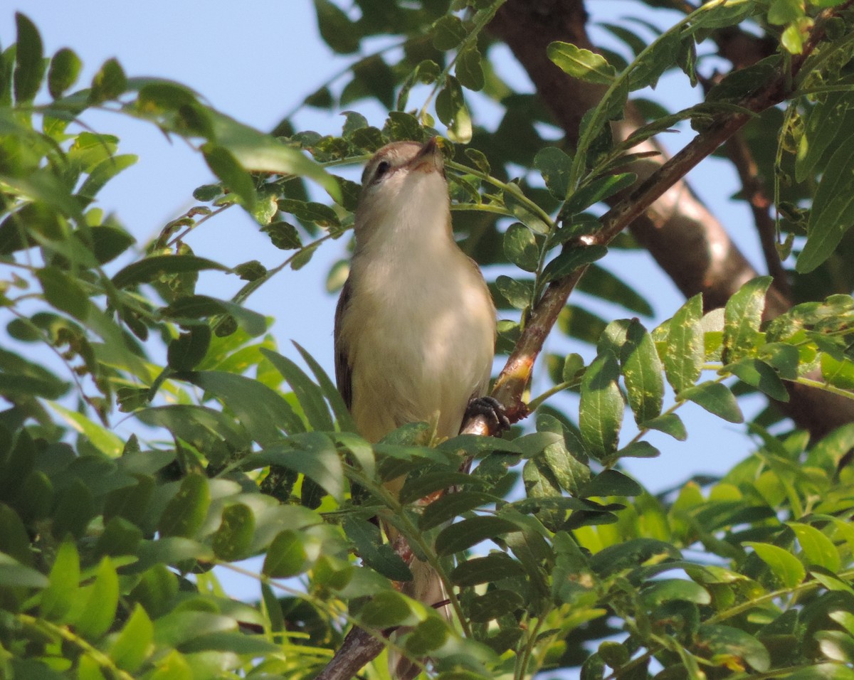 Warbling Vireo - ML60797151