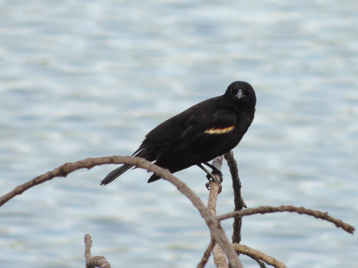 Red-winged Blackbird - ML60797211