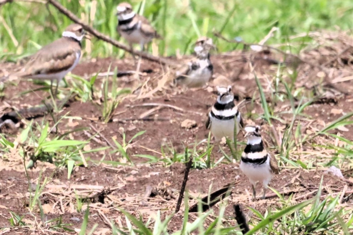 Killdeer - German Solis