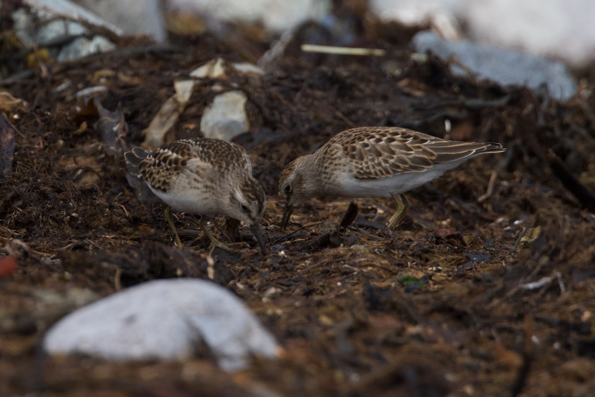 Least Sandpiper - ML607973531