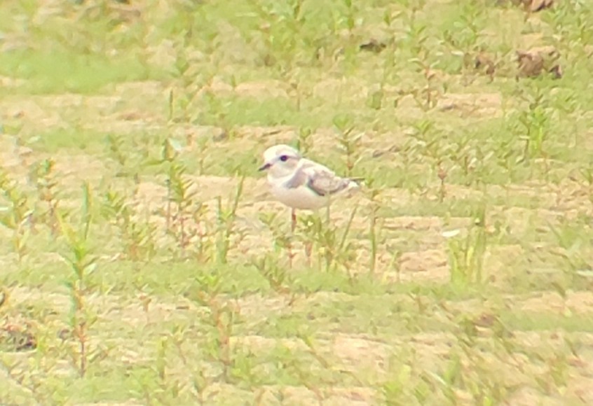 Piping Plover - ML607973691