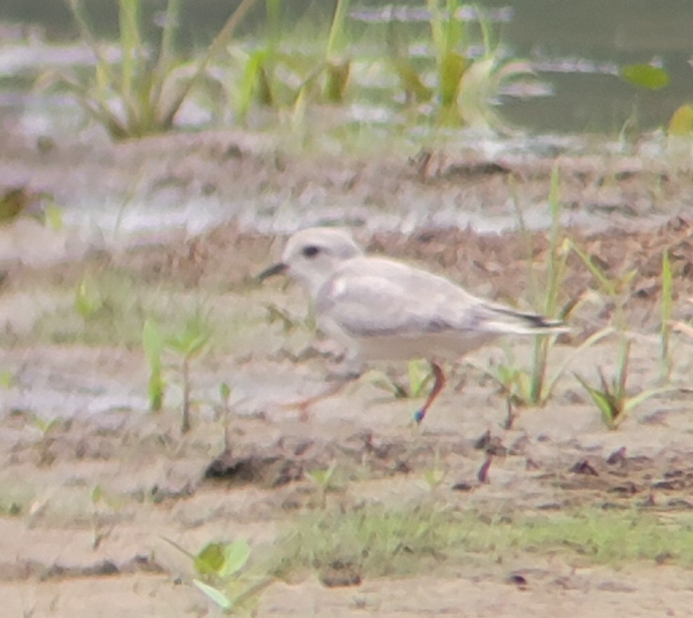 Piping Plover - ML607973701