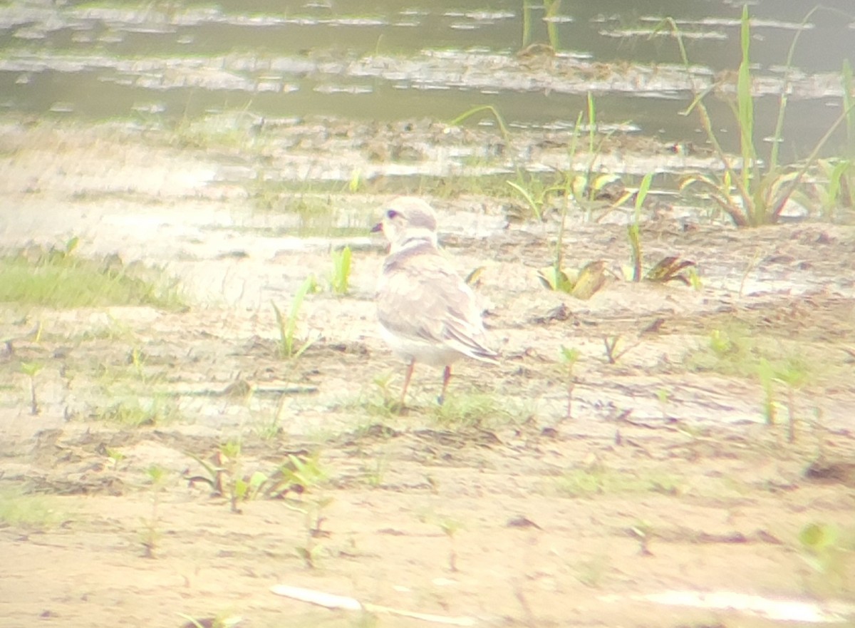 Piping Plover - ML607973711
