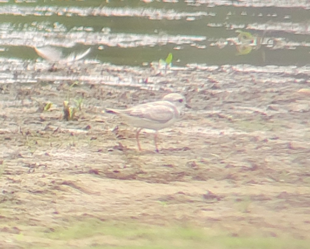 Piping Plover - ML607973721