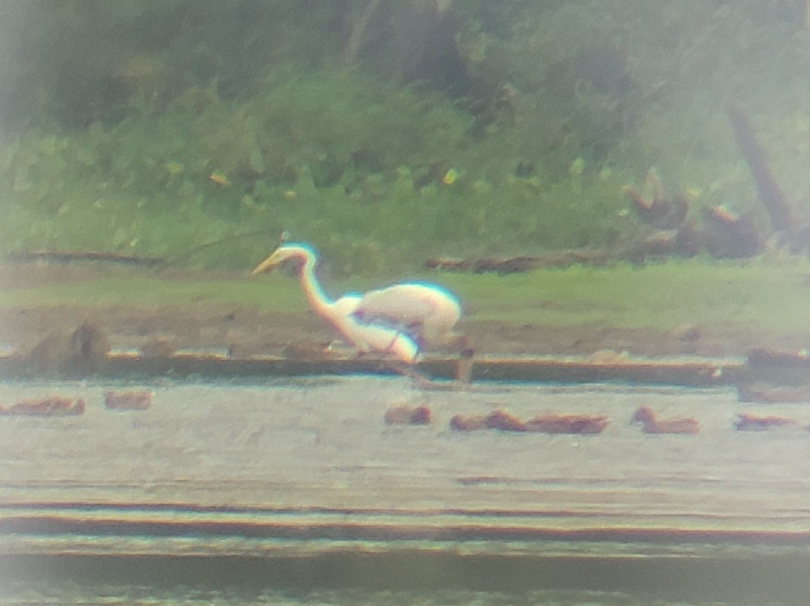 Wood Stork - ML607973831