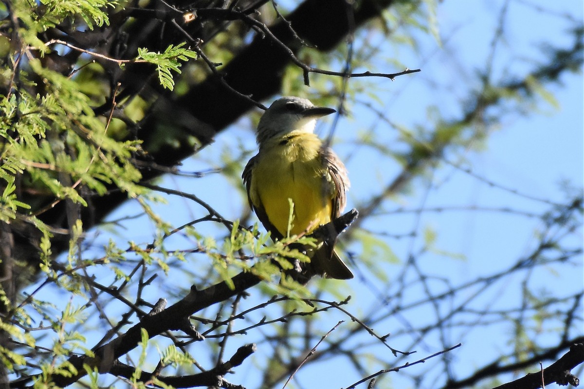 Tropical Kingbird - ML60797421