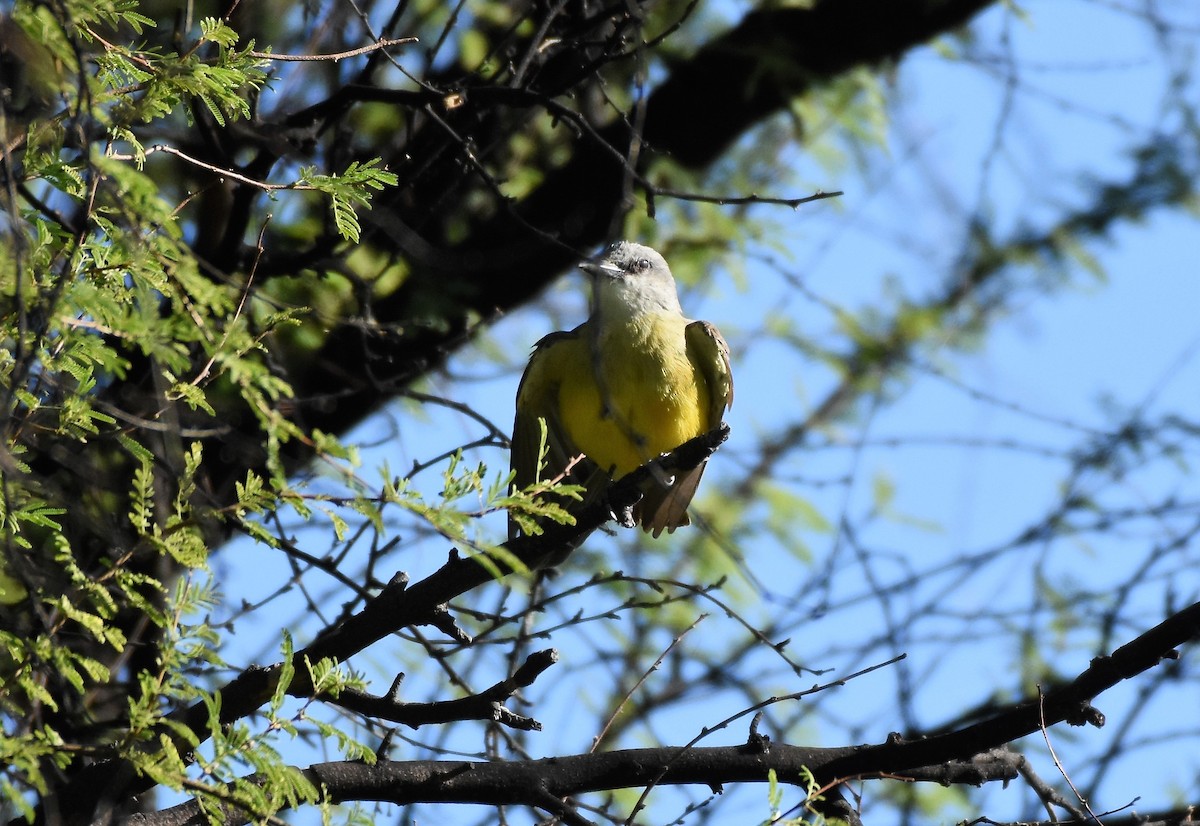 Tropical Kingbird - ML60797461