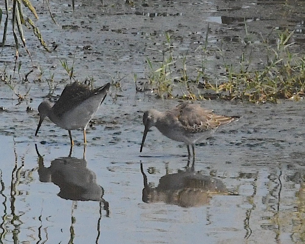 Stilt Sandpiper - ML607976031