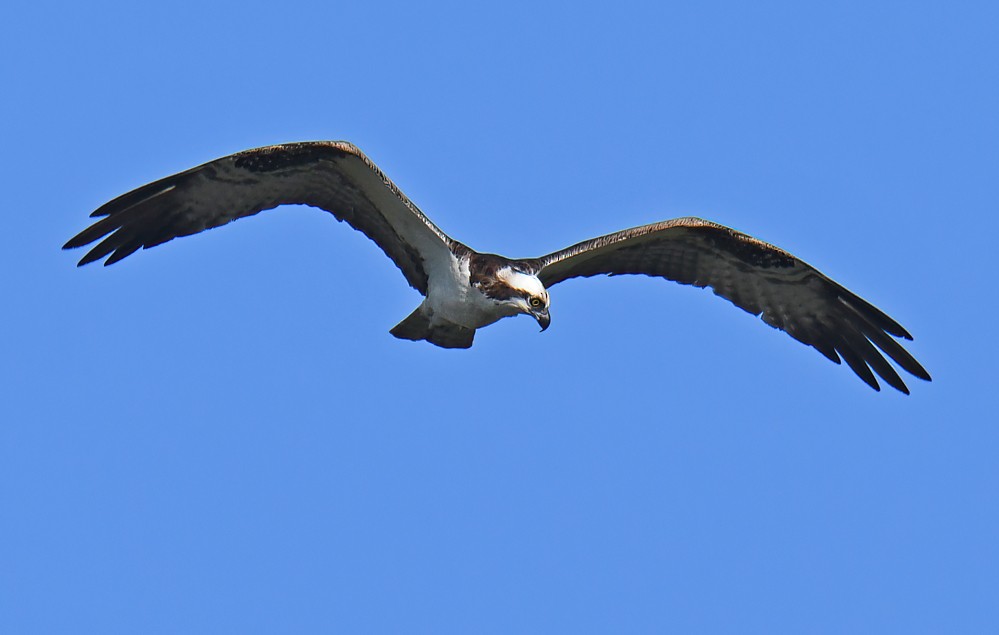 Osprey - ML607976091