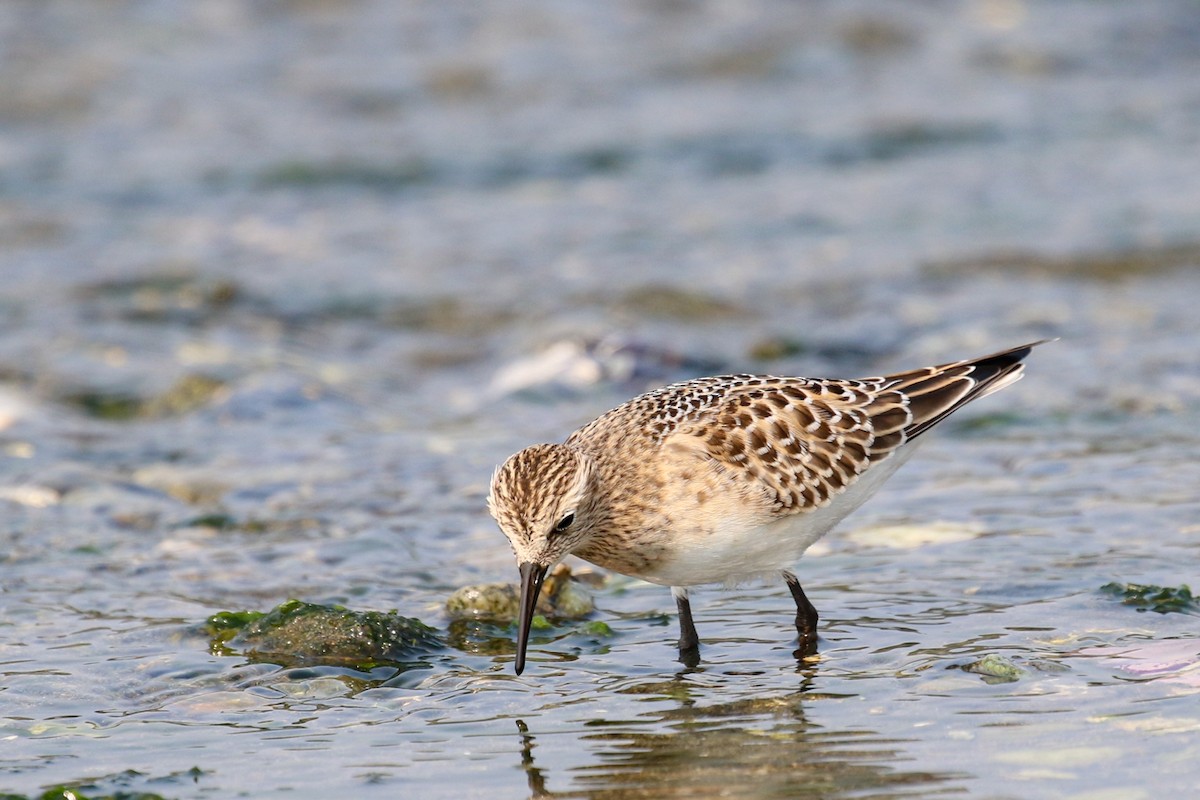 Байрдийн элсэг - ML607977031