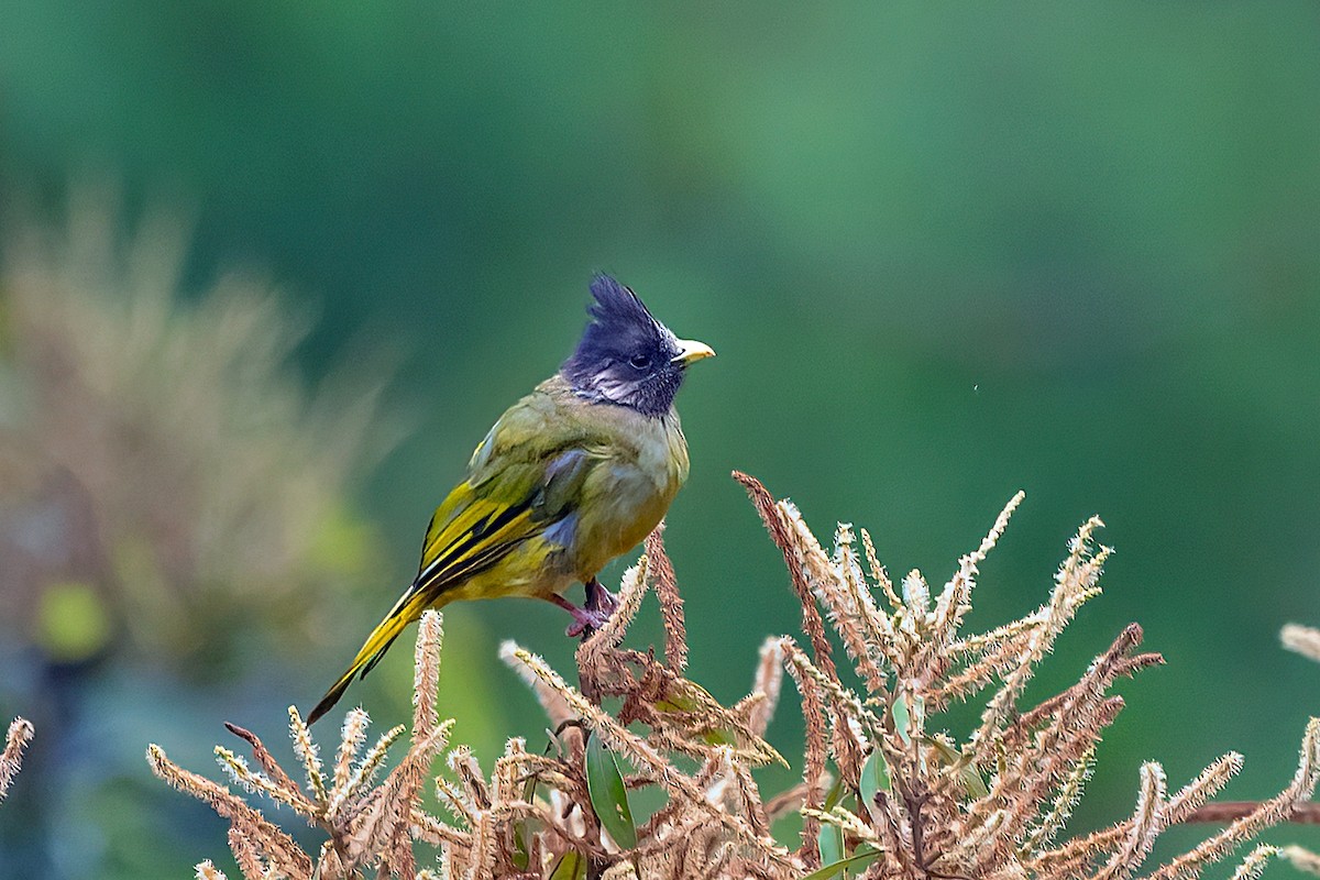 Crested Finchbill - Rajkumar Das