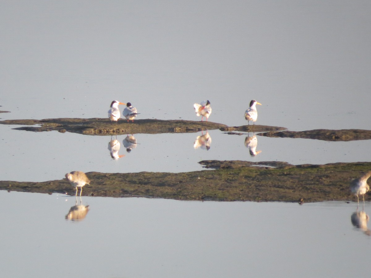 tern sp. - F Alvarez