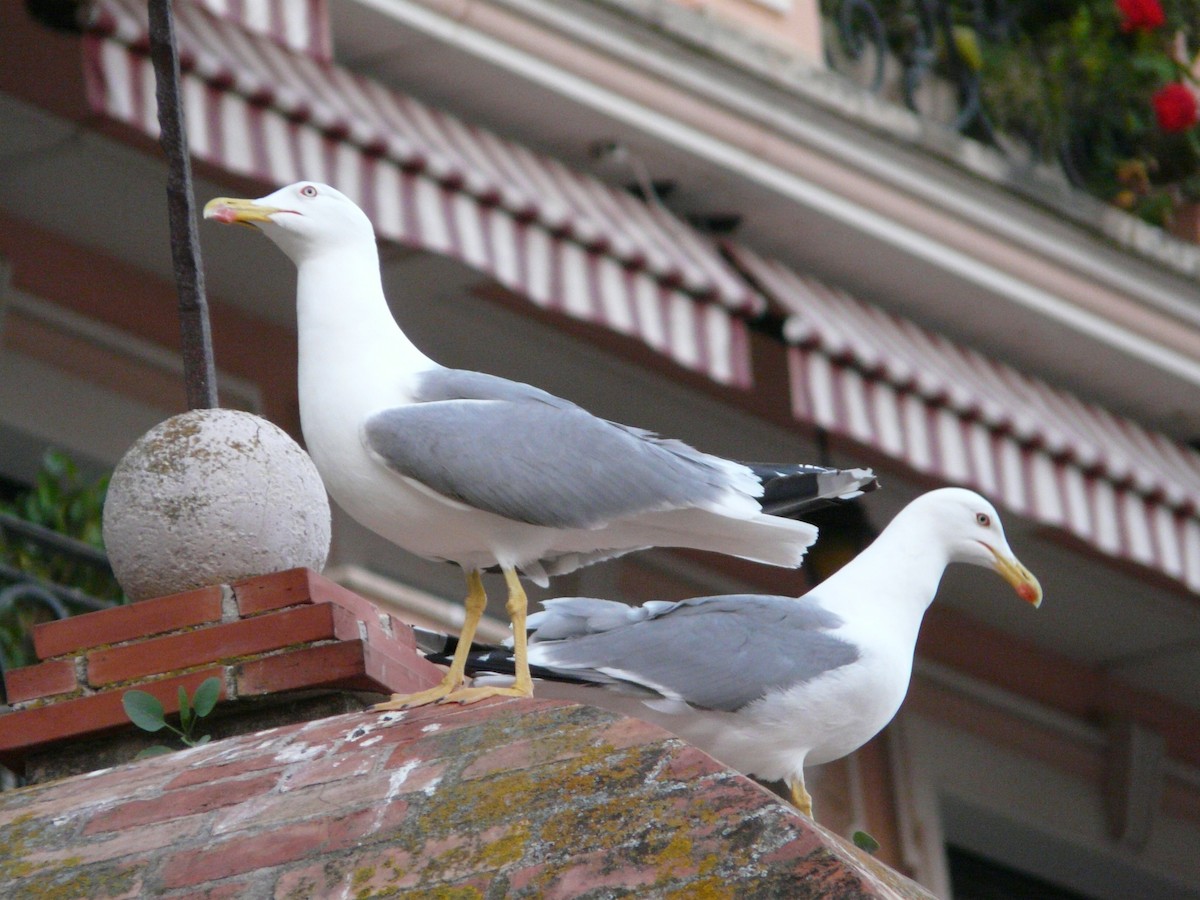 Yellow-legged Gull - ML607978451