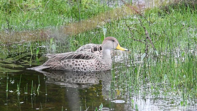 Yellow-billed Pintail - ML607978691