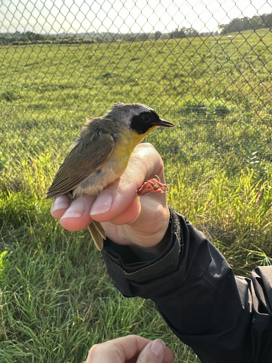 Common Yellowthroat - ML607978801