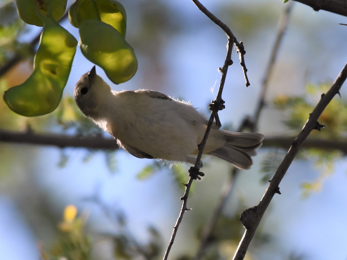 Lucy's Warbler - ML60797931