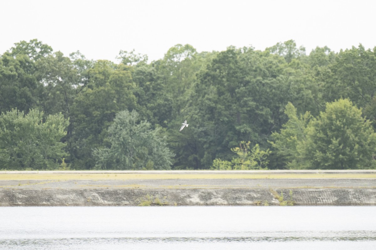 Forster's Tern - ML607980701