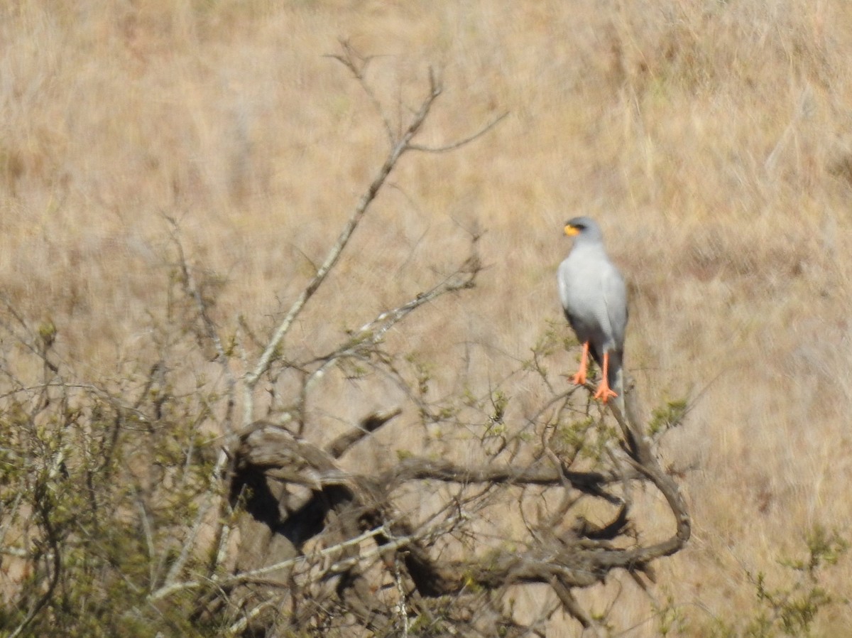 Eastern Chanting-Goshawk - Sidney Shema