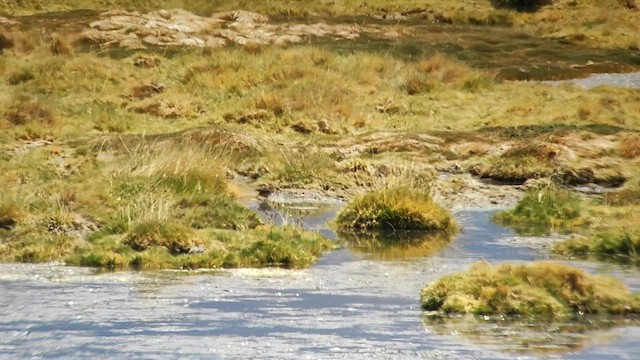 Puna Snipe - ML607983441