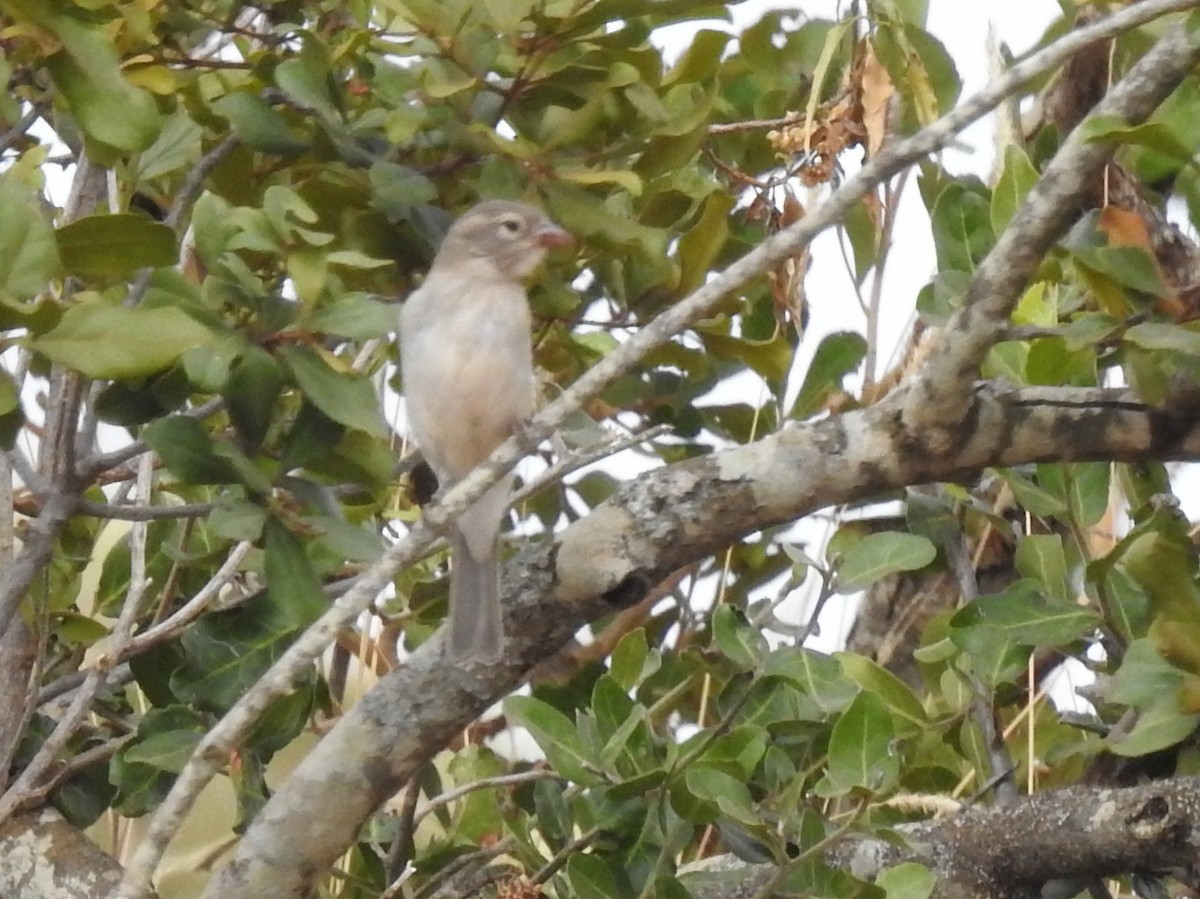 Yellow-spotted Bush Sparrow - Sidney Shema