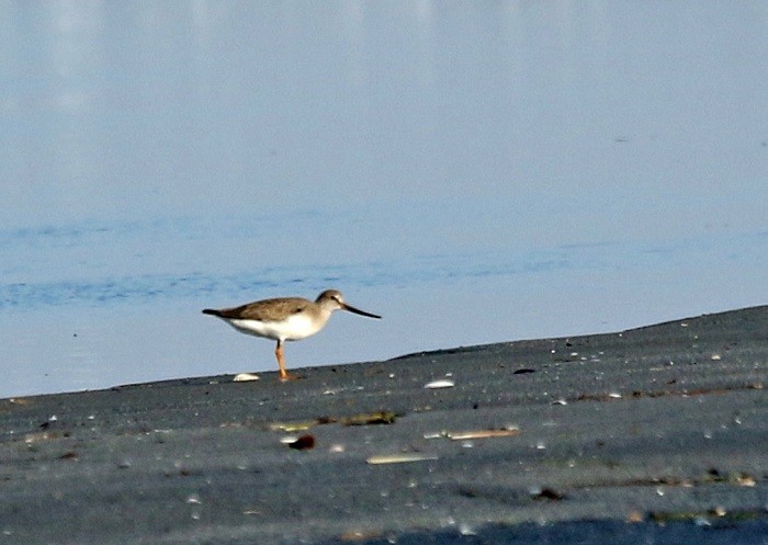 Terek Sandpiper - ML607984511