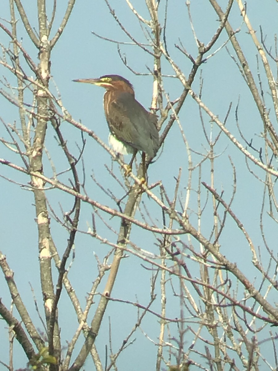 Green Heron - ML607986331