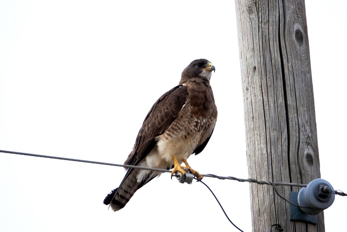 Swainson's Hawk - ML607986531