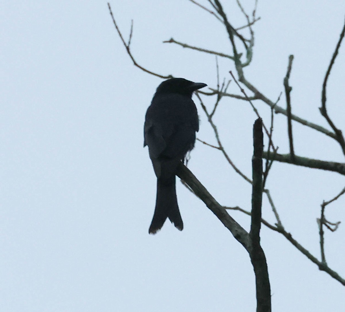 Black Drongo - ML607986821