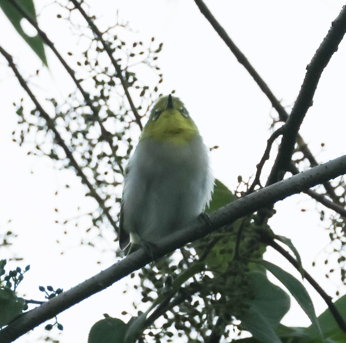 Swinhoe's White-eye - ML607987071