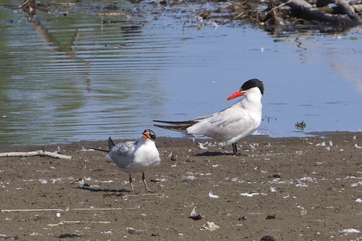 Caspian Tern - Gang Wu