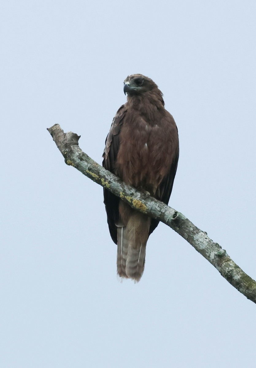 Black Kite (Black-eared) - ML607987281