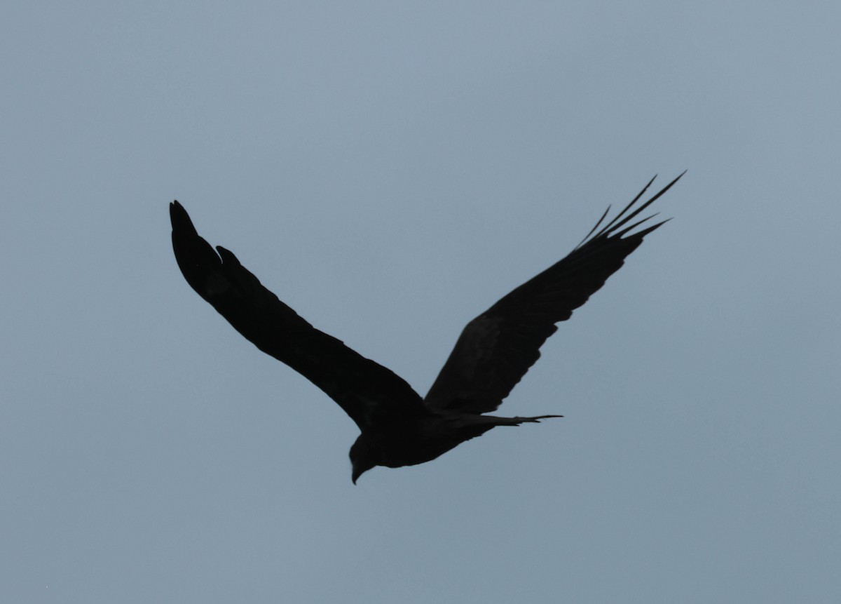 Black Kite (Black-eared) - ML607987291