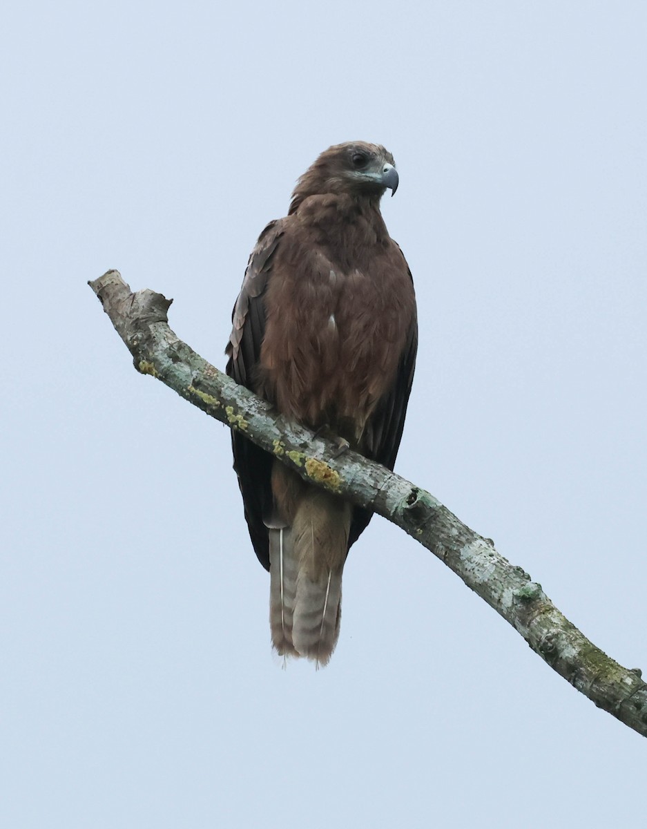 Black Kite (Black-eared) - ML607987301