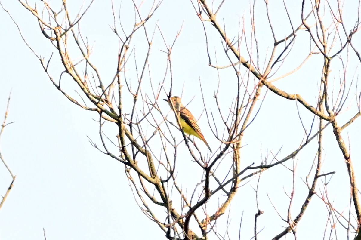 Great Crested Flycatcher - ML607987801