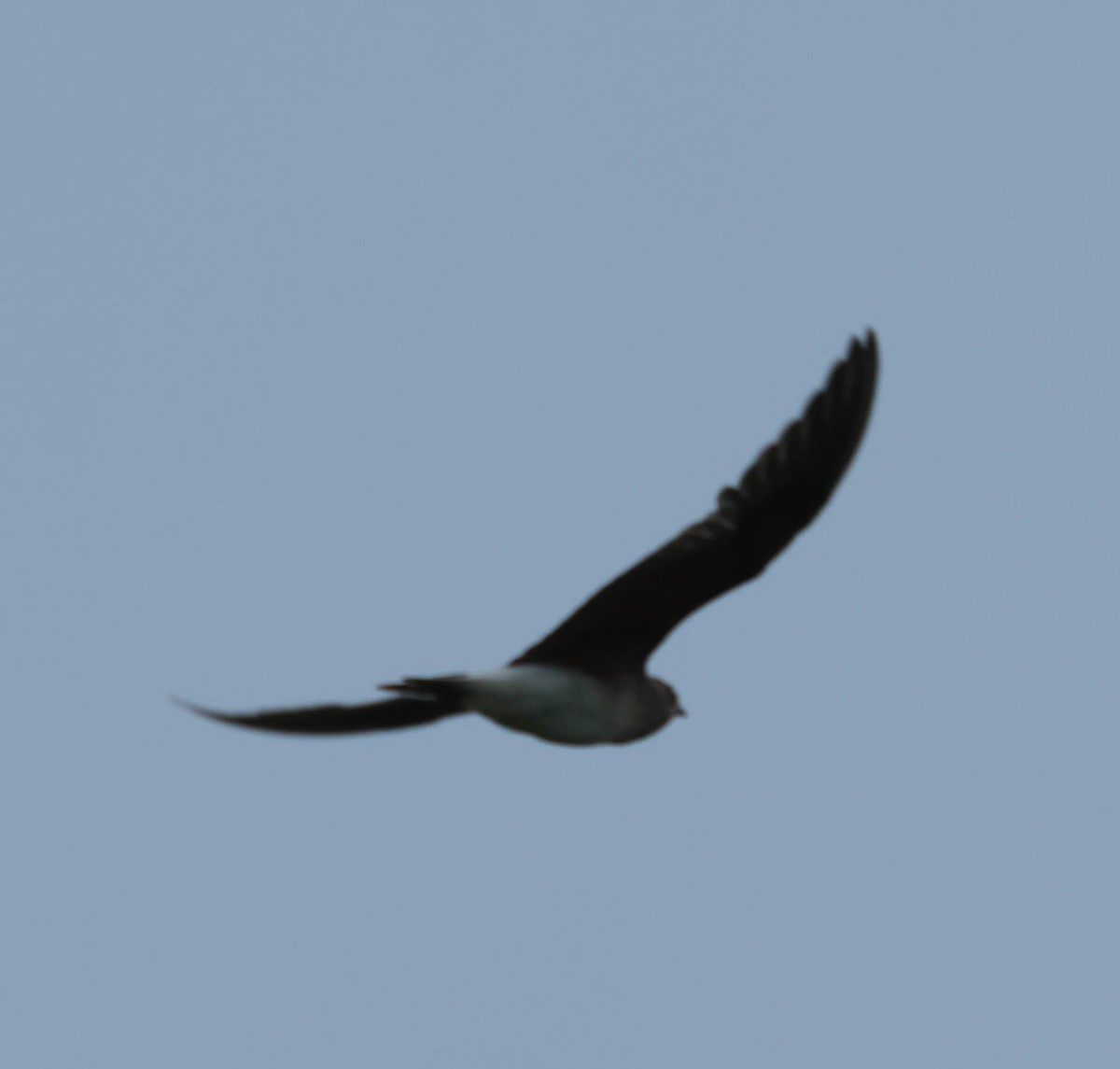 Oriental Pratincole - ML607988821