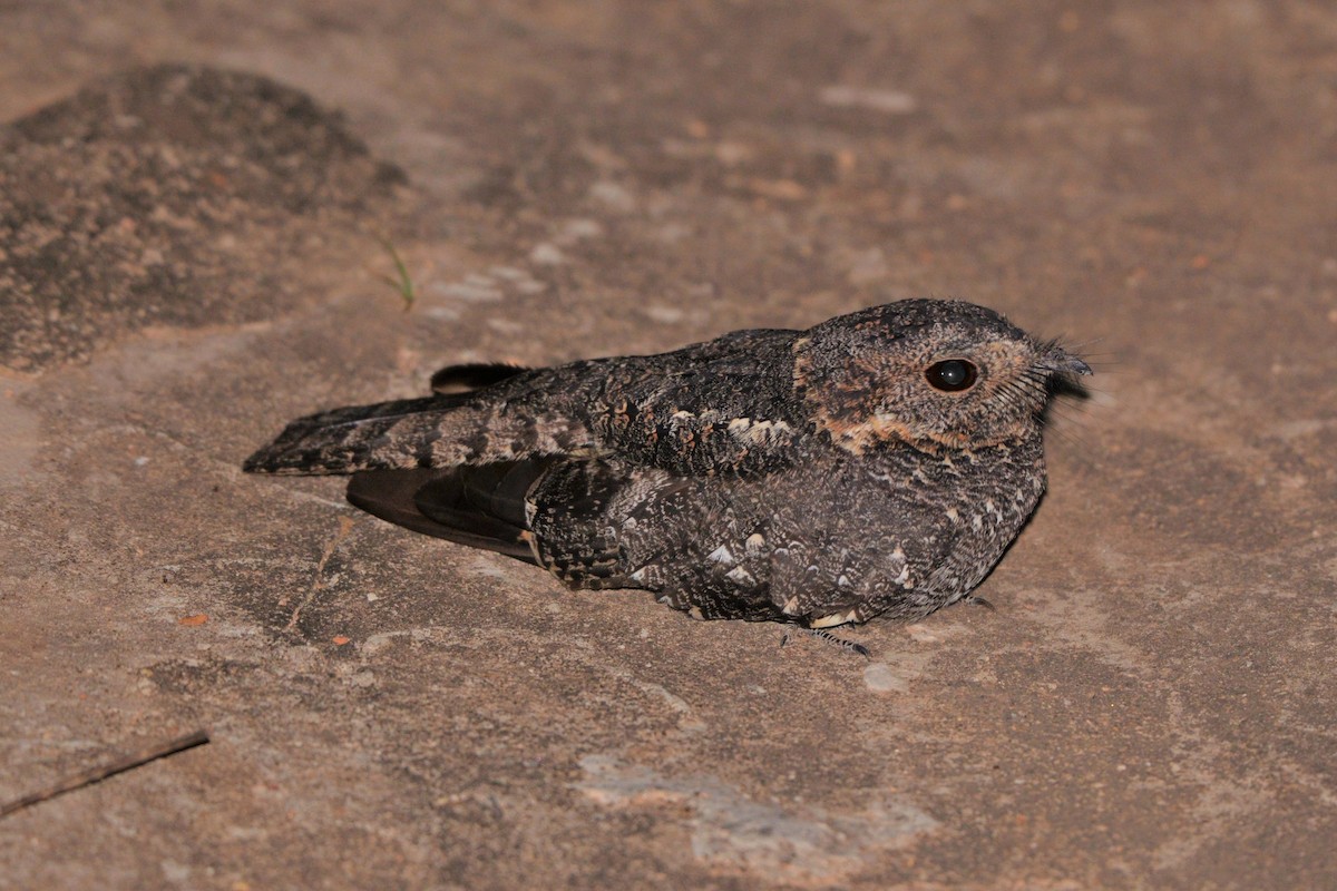 Band-winged Nightjar (longirostris) - ML607988881