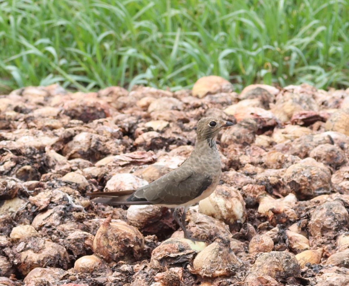 Oriental Pratincole - ML607990031