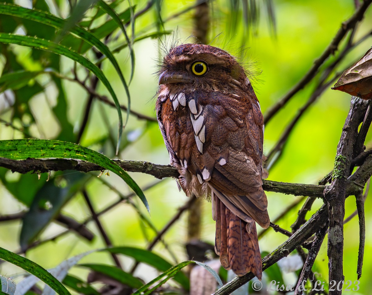 Sumatran Frogmouth - ML607990261