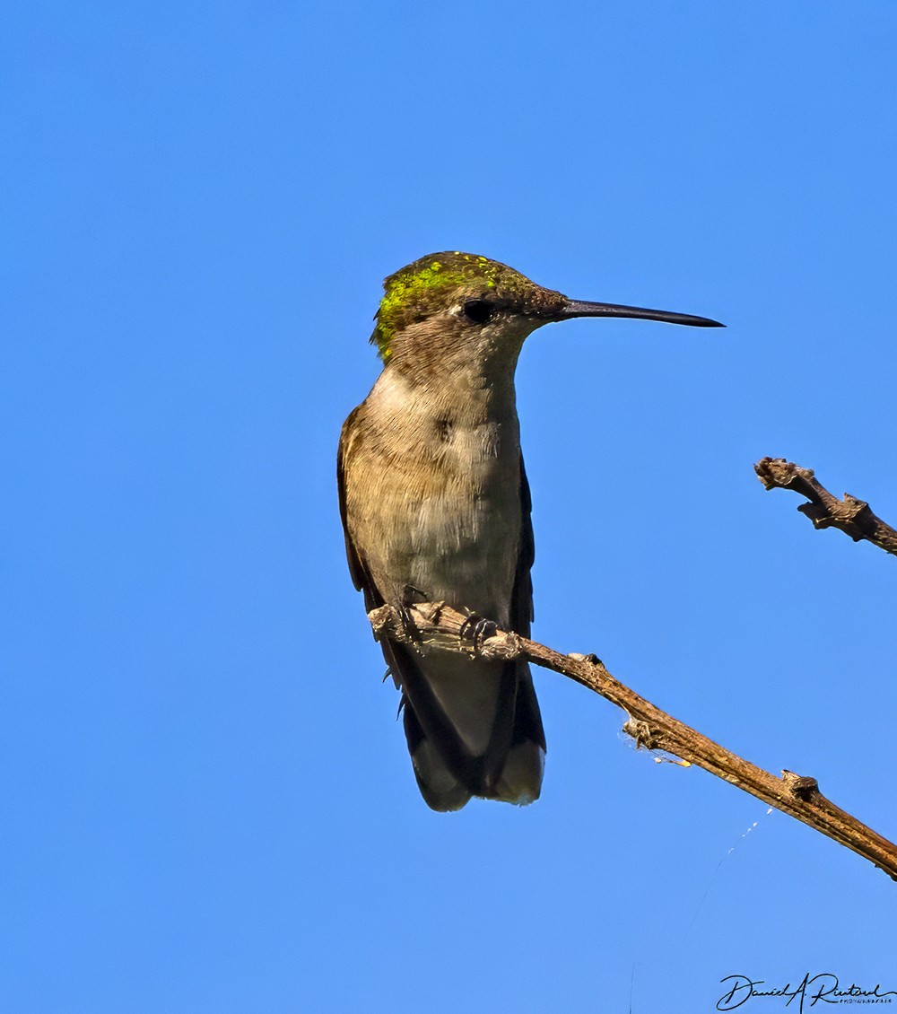 Ruby-throated Hummingbird - Dave Rintoul