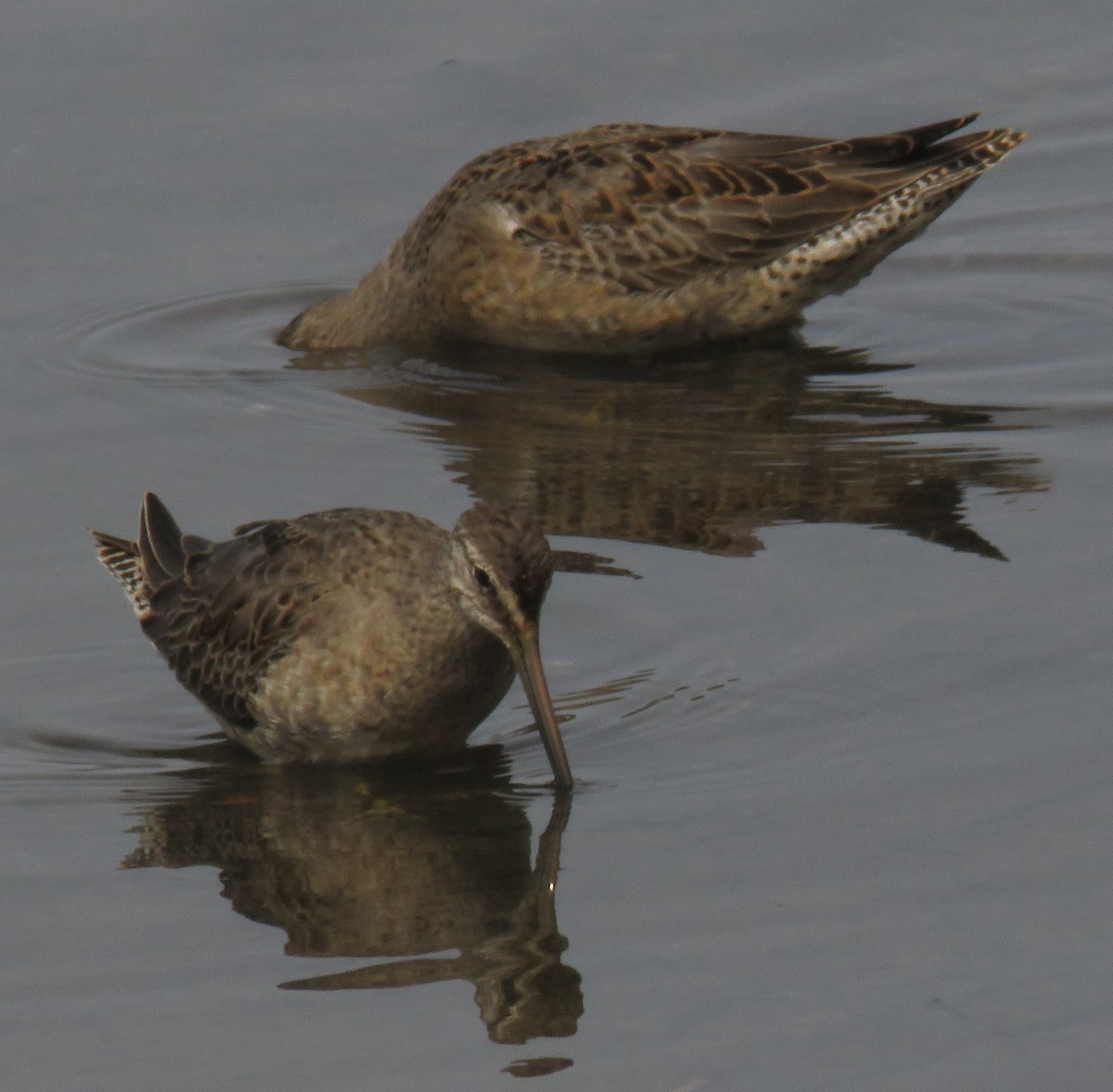 Long-billed Dowitcher - ML607991031