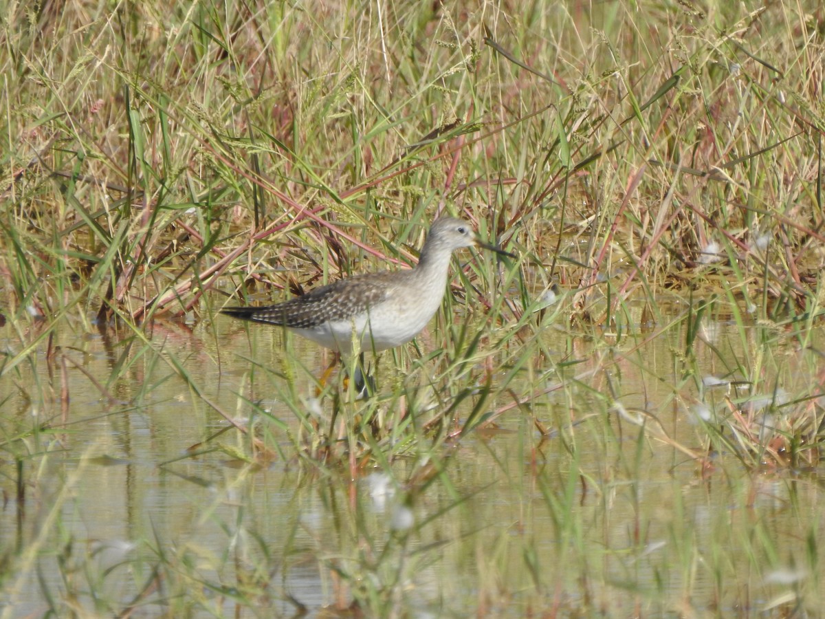 Lesser Yellowlegs - ML607991091