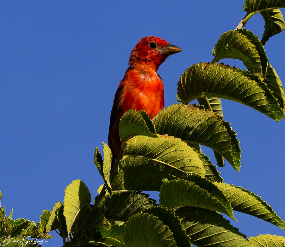 Summer Tanager - Dave Rintoul