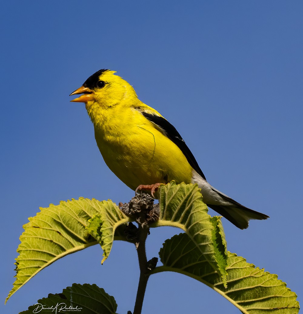 American Goldfinch - Dave Rintoul