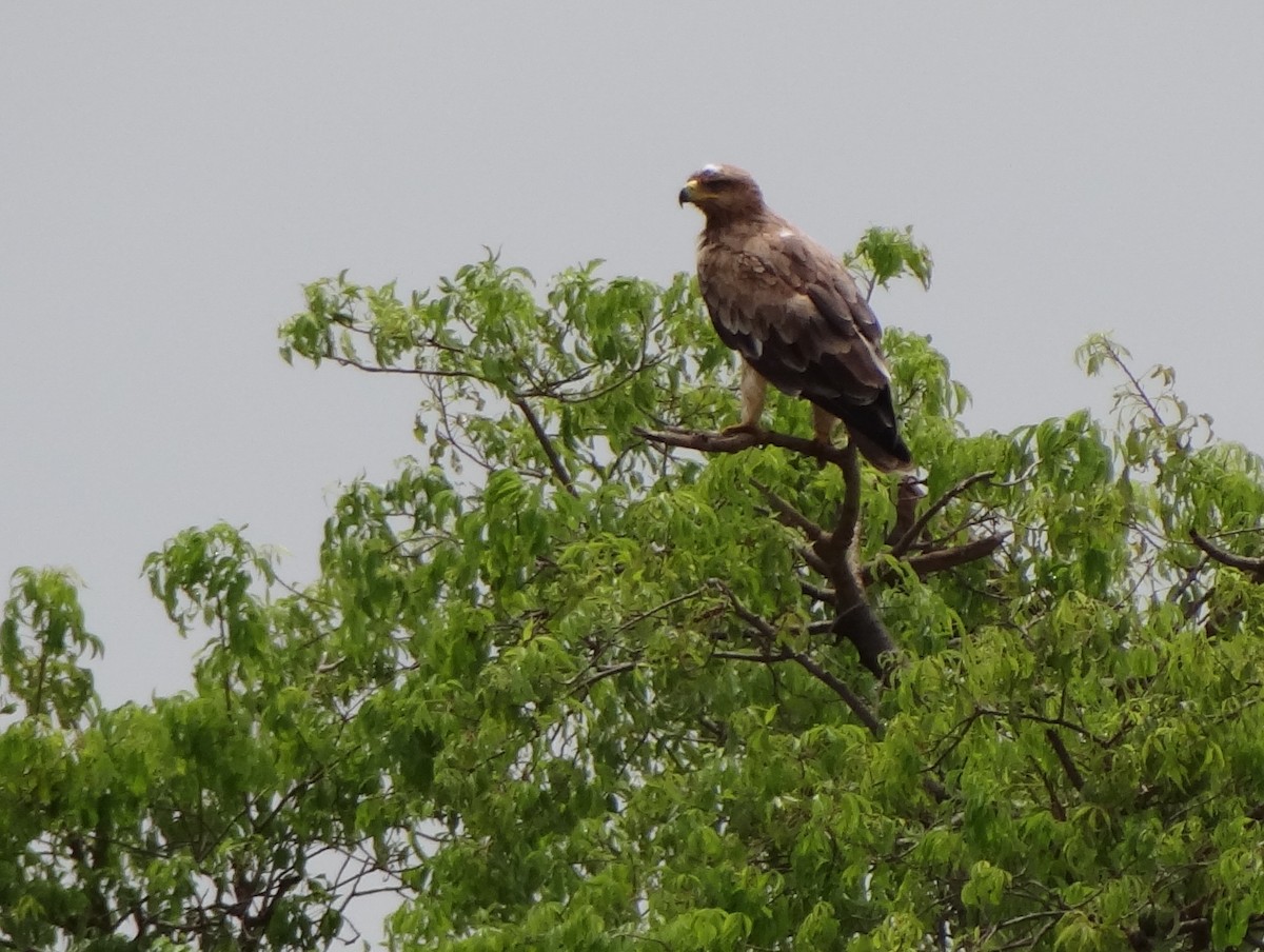 Tawny Eagle - ML60799131