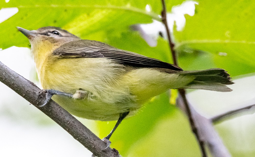 Vireo de Filadelfia - ML607992081