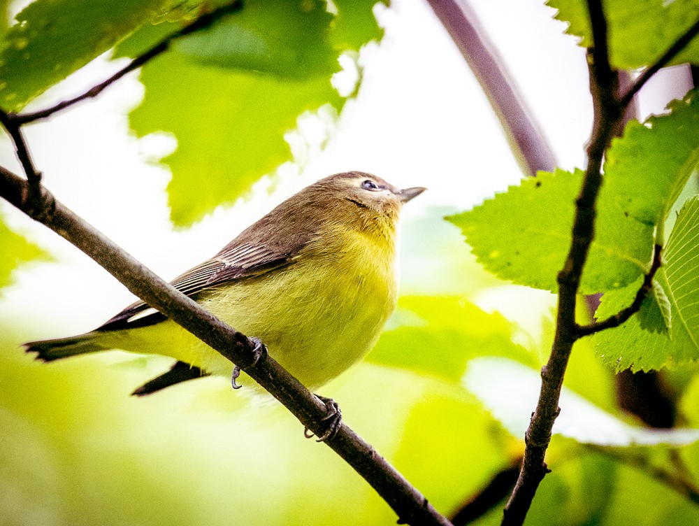 Philadelphia Vireo - ML607992091