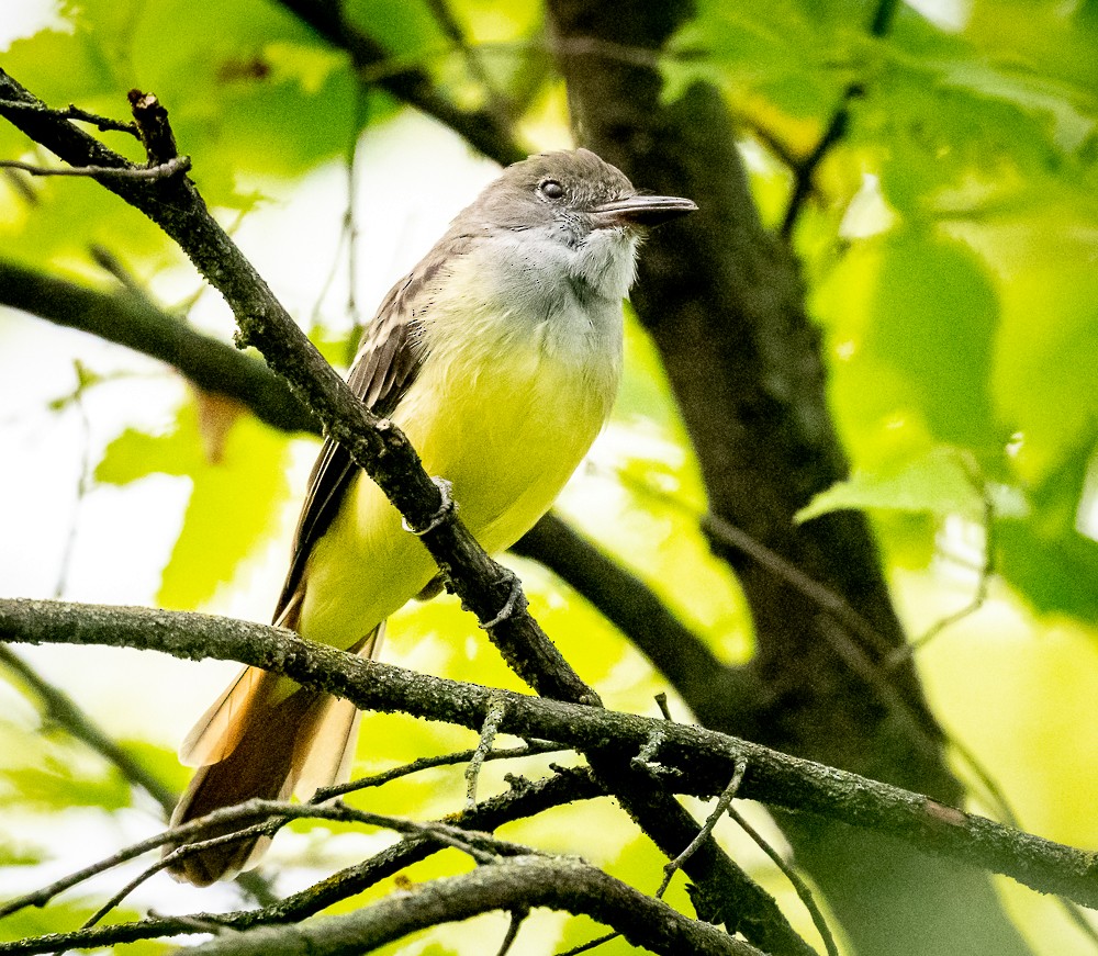 Great Crested Flycatcher - ML607992111