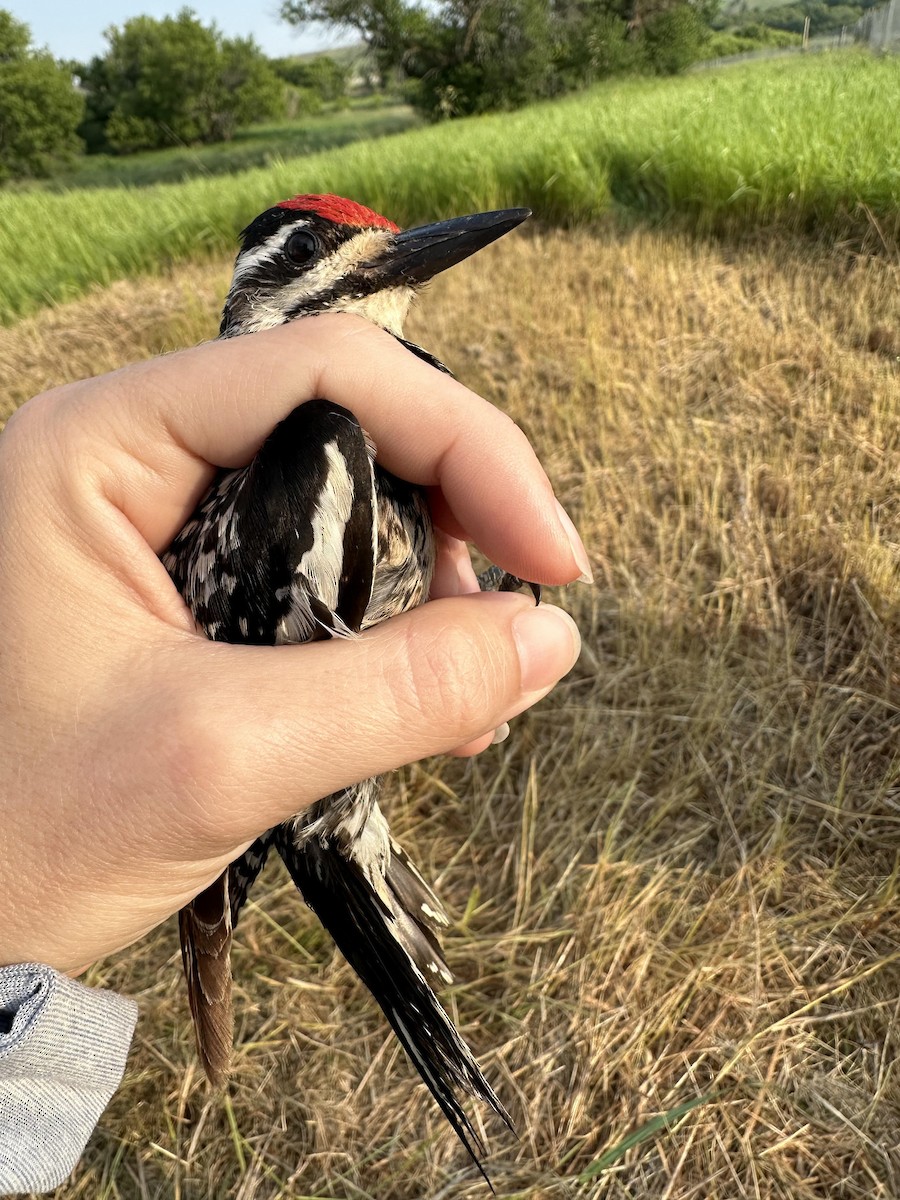 Yellow-bellied Sapsucker - ML607993211