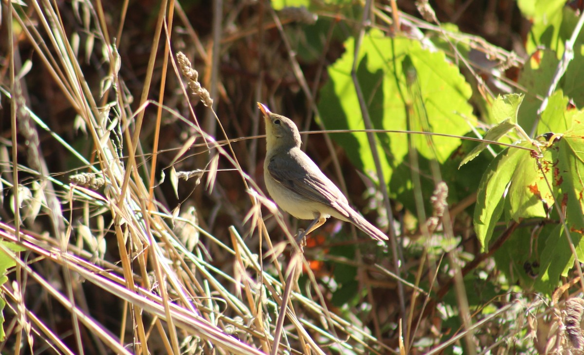 Melodious Warbler - ML607995421