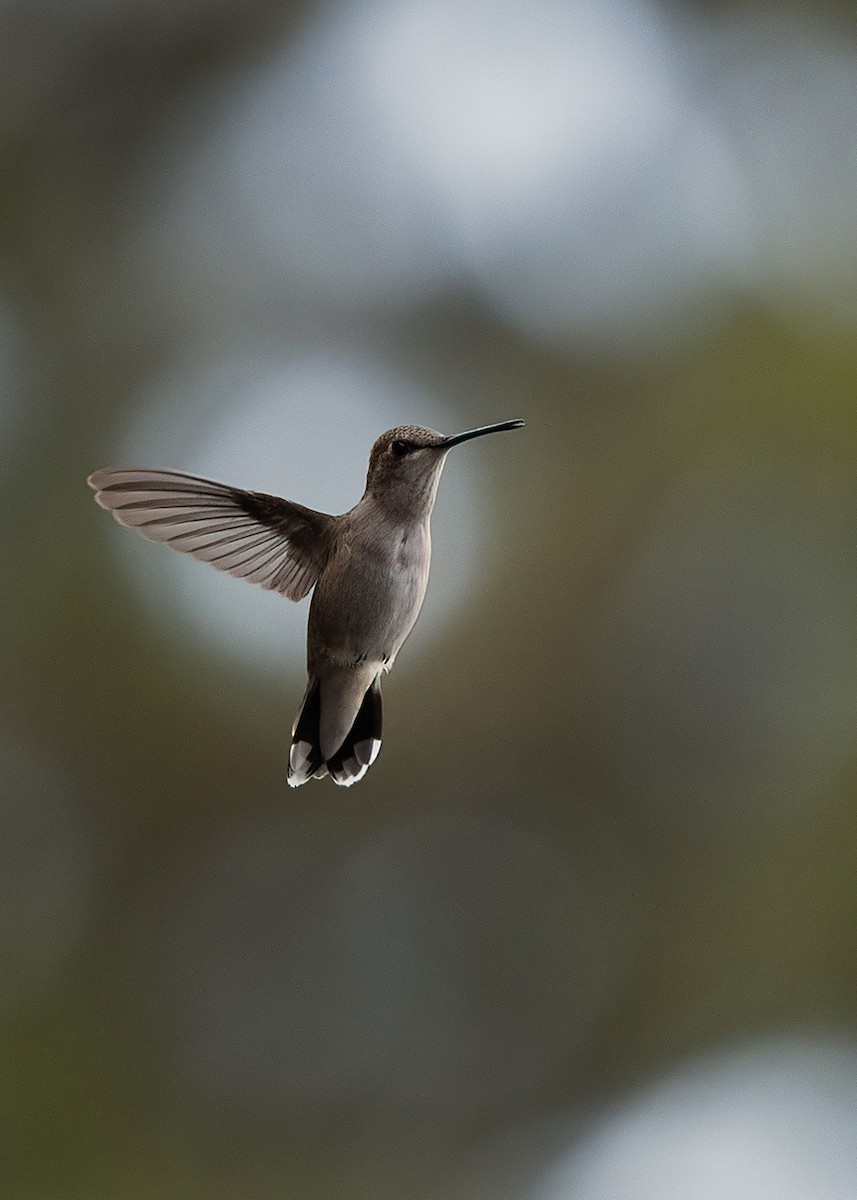 Black-chinned Hummingbird - Peter Arnold